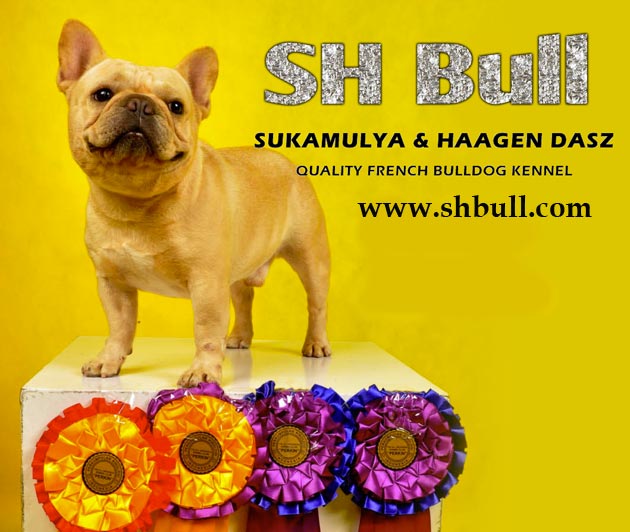 SH Bull Kennel