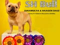SH Bull Kennel