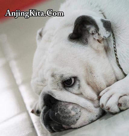 Coccidia Penyebab Diare pada Anjing