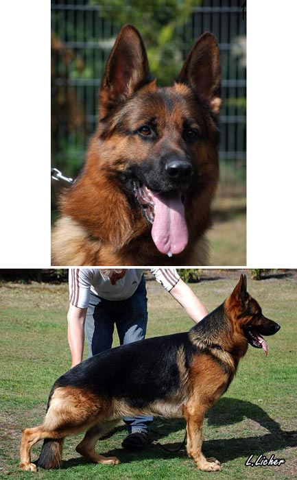 Kuster Van Noort ScHH 3,AD,Kkl1