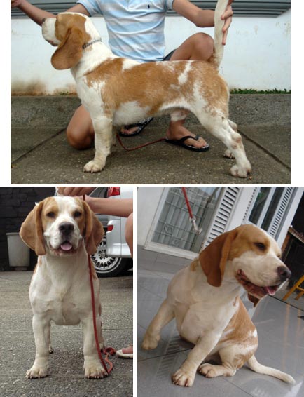 Athalarich von Tjipto