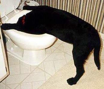 Penyakit Pyloric Stenosis Pada Anjing