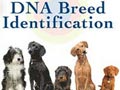 Tes DNA untuk Anjing Anda