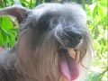 Ina.Champ. Mr Joy�s Charlie