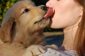 Mengapa Anjing Menjilati Manusia?