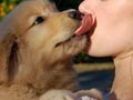 Mengapa Anjing Menjilati Manusia?
