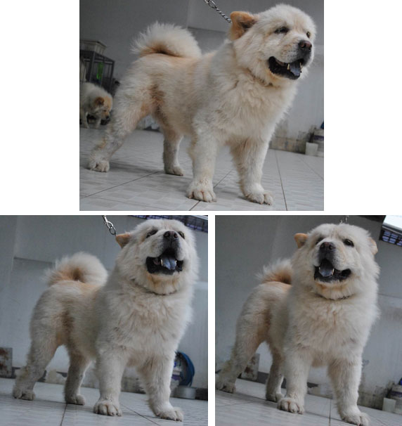 Mexel Von Unique House