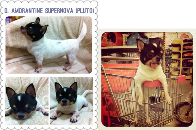 D.Amorantine Supernova