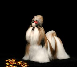 Whispering Hope Shih Tzu