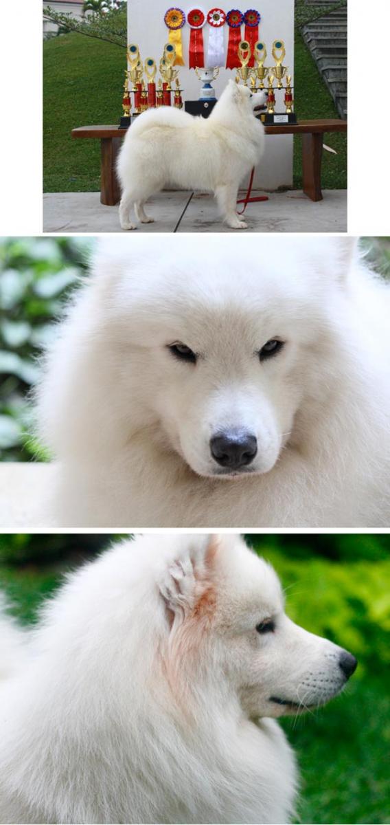 INA. CH. White Boy of Little Polar