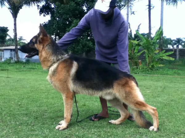 Nino Vom Haus Salihin