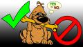 10 Hal Boleh Dan Tidak Untuk Anjing