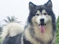 Pejantan A.Malamute : Star's Twenty One Jordan 