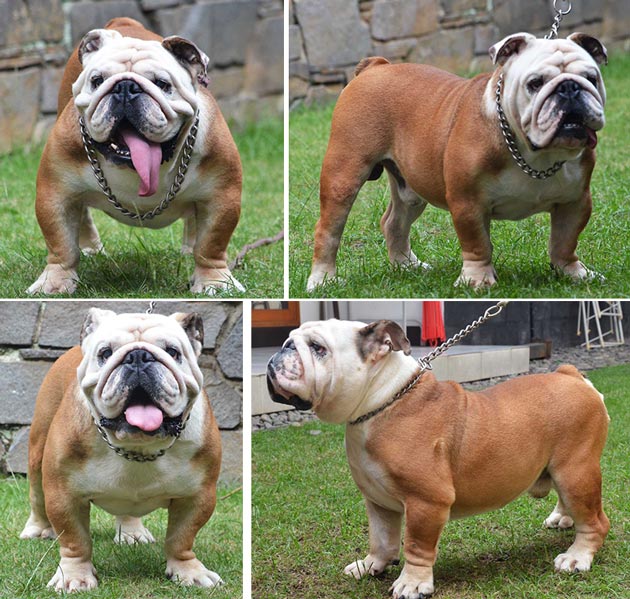 Pejantan Bulldog : High Lord Gladiator