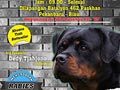 Paskhas KRI Dog Show 2016