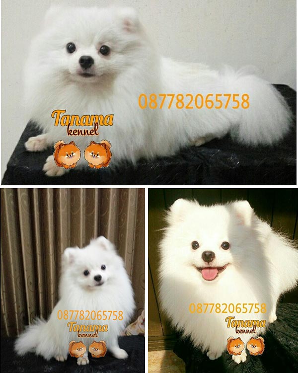 Pejantan Pom : Morrigan's Pure Gold