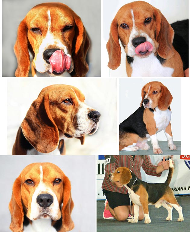 Prideland's Armani in Royal Tribe