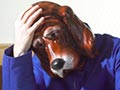 Anjing Cepat Beruban Jika Cemas