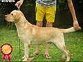 Pejantan Labrador, Producer Super Puppies