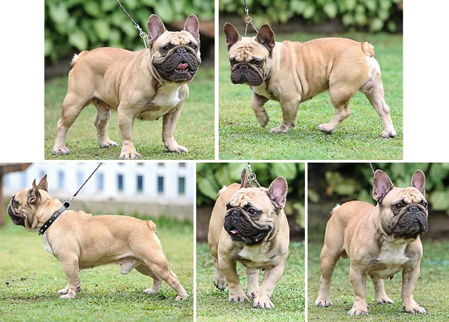 Pejantan Frenchie Butter Finger v D'masterpiece