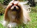 Pejantan Shih Tzu : Cooper von Bogajaya