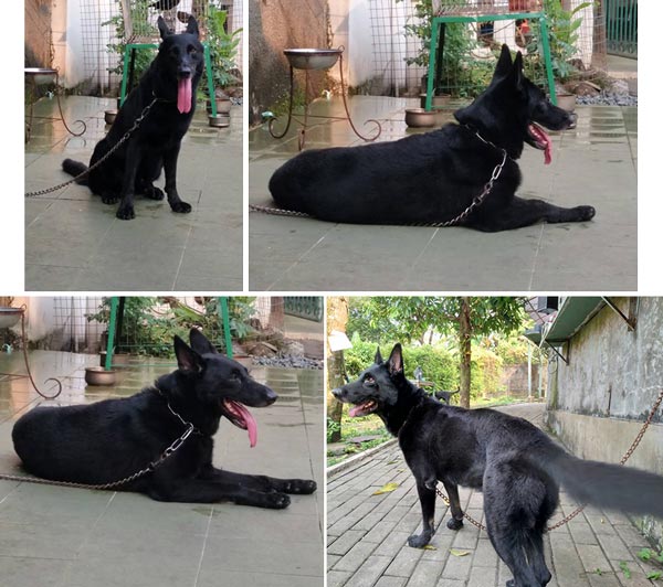 Pejantan Herder All Black : Igor Vom Almere