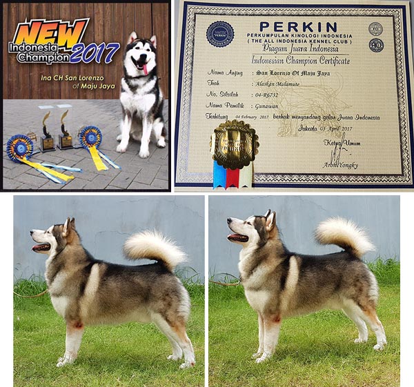 Pejantan Alaskan : San Lorenzo Of Maju Jaya