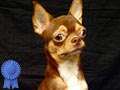 Pejantan Chihuahua : Ariel Von Kharisma