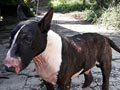 Pejantan Bull Terrier MAX