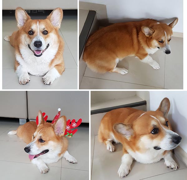 Pejantan Corgi : Kai de Hennessy