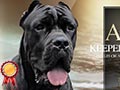 Pejantan Cane Corso : INA. Ch Arthur