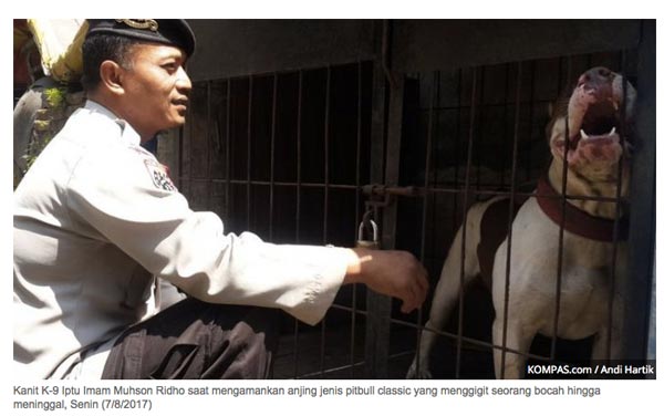 Tentang Pitbull Yang Menggigit Anak Kecil Hingga Tewas