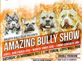 Amazing Bully Show 2017