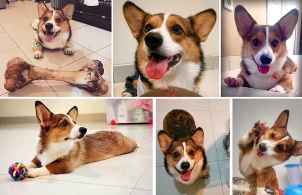 Pejantan Corgi : Shadow Von Dhouse Of Paws