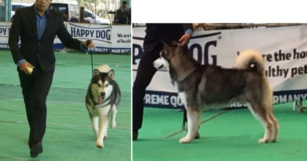 Pejantan Alaskan Malamute : INA.CH.Razor