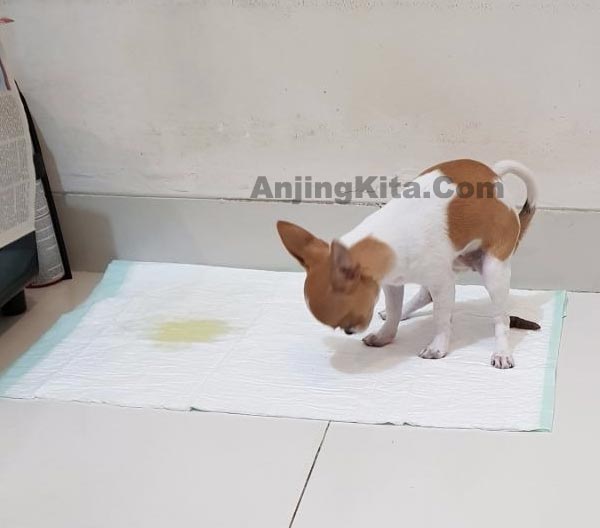 Membiasakan Anjing Pipis & Pup Di Underpad