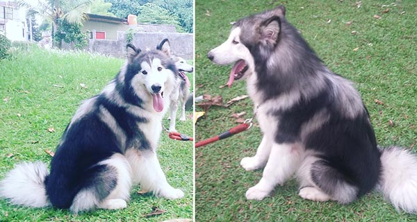 Pejantan Alaskan : Banana Von Red Beans