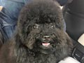 Pejantan Black Toy Poodle : Andrew v Joe Joseph
