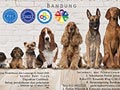 Pameran Anjing Bandung 3nd Pasundan Dog Show 