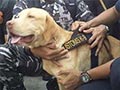 Andro, Si Anjing Pelacak Pengungkap Sabu