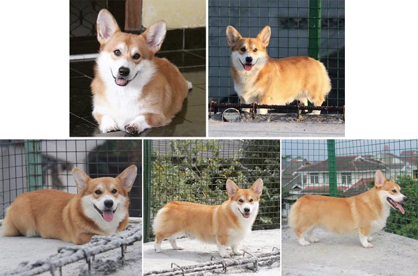 Pejantan Welsh Corgi Bandung - HUGO von Summerlin