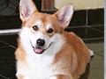 Pejantan Welsh Corgi Bandung - HUGO von Summerlin