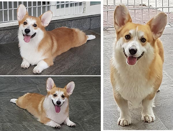 CH. Kurzebeine Avengers Wild Rush With Hangaram