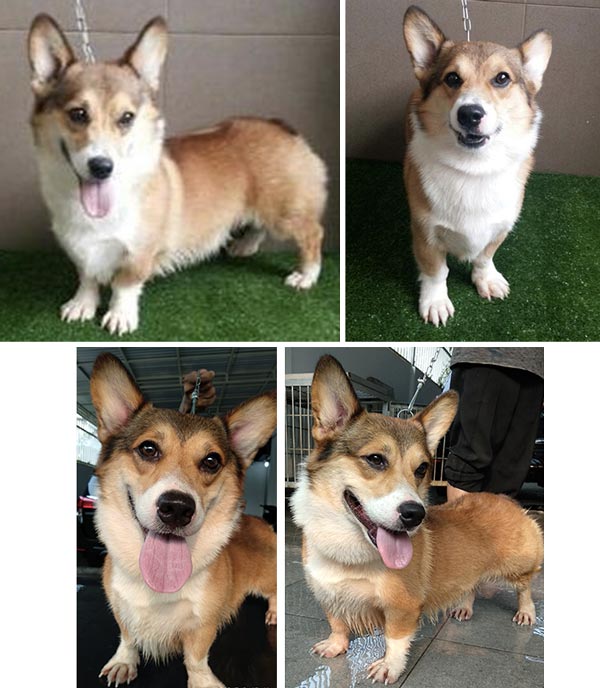Pejantan Corgi : Aldo V Happy Days Kennel
