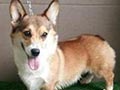 Pejantan Corgi : Aldo V Happy Days Kennel