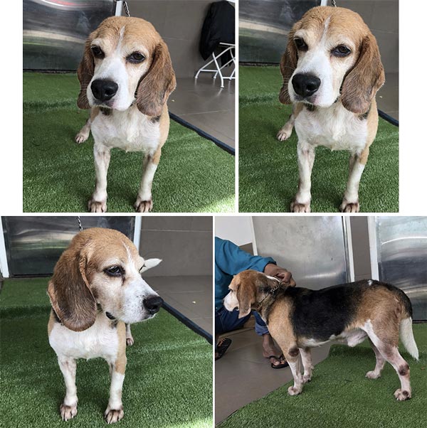 Pejantan Beagle : Tracrers Jack V Golden Kennel