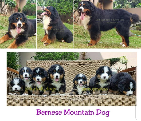 Jasa Pemacakan Bernese Mountain Dog Import USA