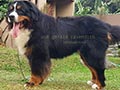 Jasa Pemacakan Bernese Mountain Dog Import USA