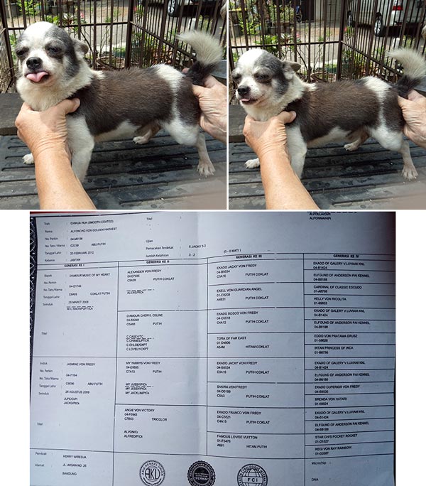 Pejantan Chihuahua warna Abu putih Langka