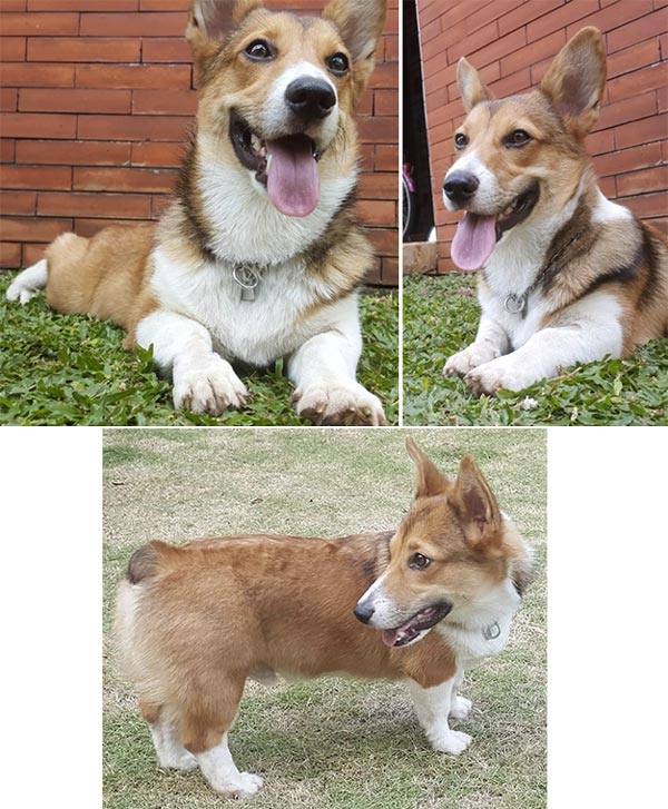 Jasa Pejantan Welsh Corgi Pembroke